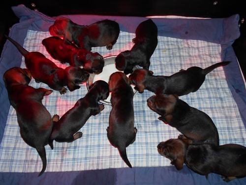 14885721 1221286337894232 1131253024 n