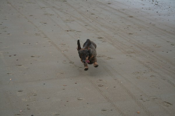 Pup Egbert cato