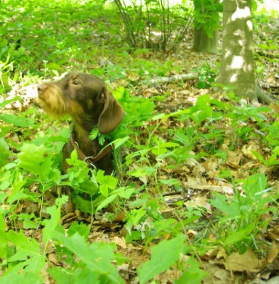 Ott_met__breuk__IMGP2817